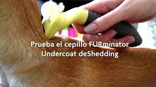 FURminator® Undercoat deShedding | Perros extra pequeños de pelo corto