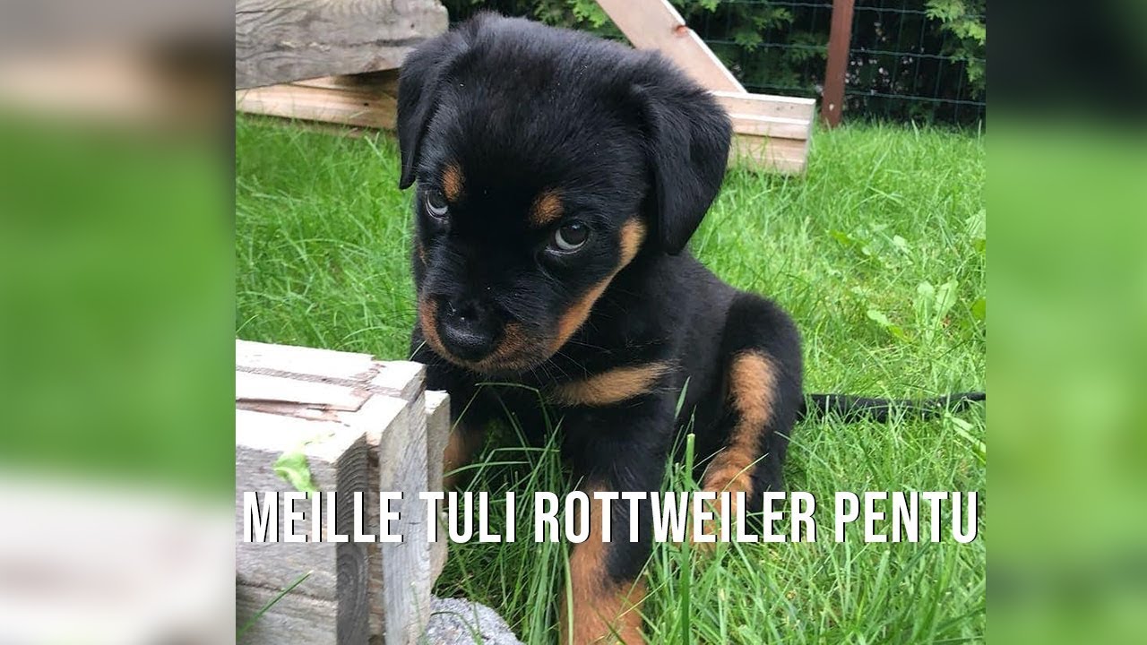 Meille tuli rottweiler pentu | Arttu & Alona - YouTube