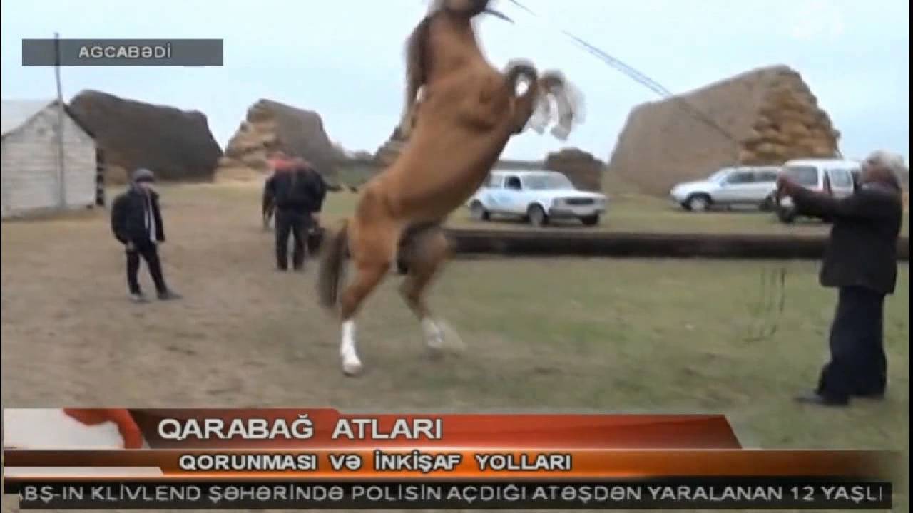 QARABAĞ ATLARI