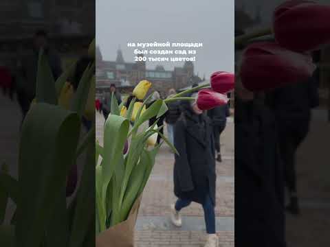 Национальный День Тюльпанов