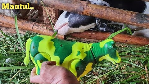 MENEMUKAN SAPI WARNA-WARNI, SAPI LUCU, SAPI KARTUN, SAPI JOGET, SAPI QURBAN, SAPI GRANDONG, SAPI MOO