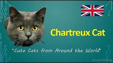 Watch the video about #Chartreux Cat "Cute Cats from Around the World"