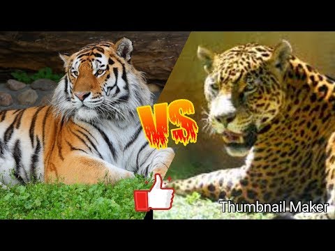 Тигр против ягуара. Tiger against jaguar. Животные. Батл животных.
