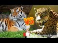 Тигр против ягуара. Tiger against jaguar. Животные. Батл животных.