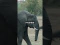 El Elefante y su Memoria Increíble