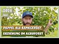 Erziehung im syntropischen Agroforst & Pappeln als Rankgerüst | Sortengarten | VLOG 17.07.2024