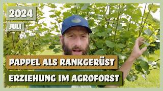 Erziehung im syntropischen Agroforst & Pappeln als Rankgerüst | Sortengarten | VLOG 17.07.2024