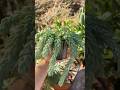 One year of growth, Donkeys tail succulent #houseplants #succulents #plants #plantgrowth #burrostail