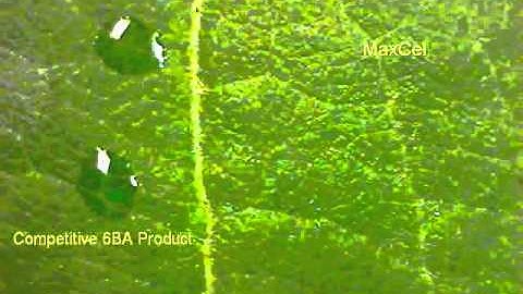 MaxCel® Uptake, Apple Leaf