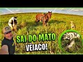 QUE TRABALHO ME DEU ESSE BEZERRO PERDIDO