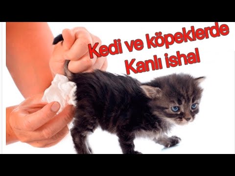 Video: Kedilerde Kanla İlgili Eksiklikler