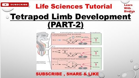 Limb Development (Part-2) || Developmental Biology || Important topic for PG Classes /CSIR NET exam