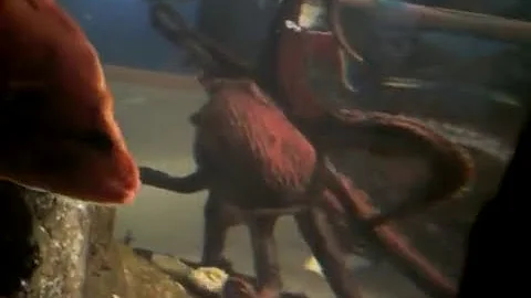 Giant Octopus moves though the water at Seattle Aquarium