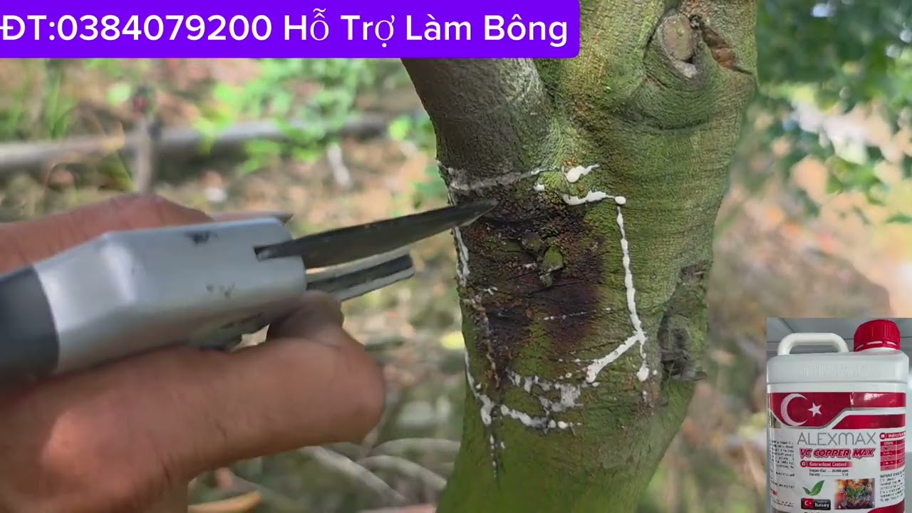 CÁCH TRỊ NỨT THÂN,NẤM HỒNG TRÊN MÍT ĐƠN GIẢN.LH:0949777827 GẶP VĨNH.