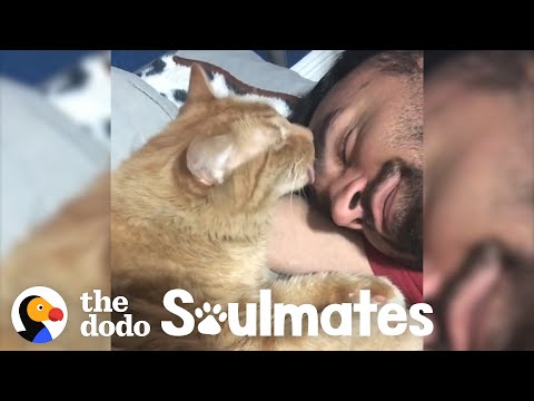 Guy and his super loyal cat have the cutest bedtime routine | The Dodo Soulmates