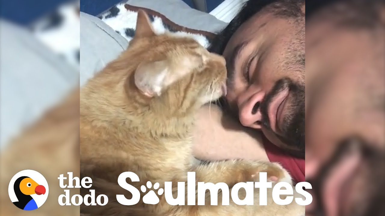 ⁣Guy and his super loyal cat have the cutest bedtime routine | The Dodo Soulmates
