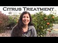 How to Fix Most Citrus Tree Problems - Our Signature Citrus Treatment