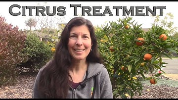 How to Fix Most Citrus Tree Problems - Our Signature Citrus Treatment