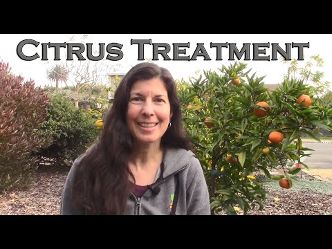 Video: Orange Citrus Sinensis - Varieties, Care And Cultivation At Home, Possible Problems