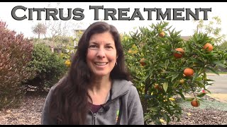 How to Fix Most Citrus Tree Problems  Our Signature Citrus Treatment