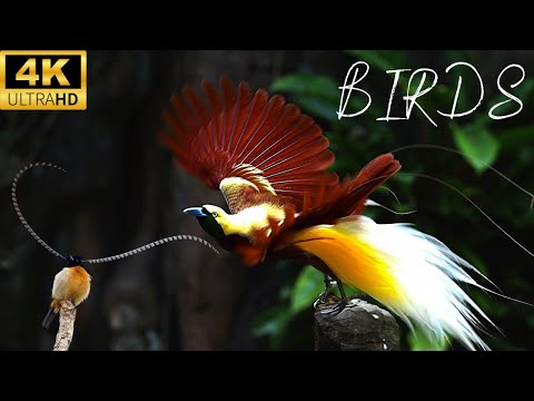 Birds & Their Scientific names Bird Sounds