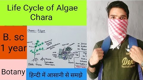 Life cycle of Chara Algae