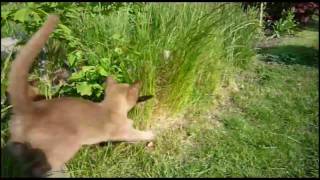 Burmese Kittens - 14 Weeks by janholm 5,177 views 14 years ago 2 minutes, 29 seconds