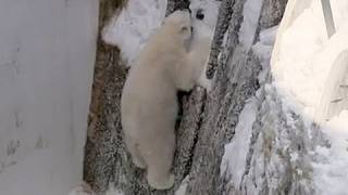 壁を少し登ったアイラ、その理由は?Polar Bear climbs a wall