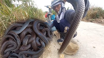 Cao thủ thăm bẫy rắn mùa gió chướng dính rắn không thể tưởng một ngày bội thu | Cần gò Công