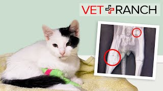 Stray with Multiple Severe Leg Injuries SAVED!