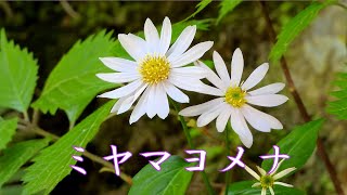 山野草・春編#124　ミヤマヨメナ（深山嫁菜）　～春に咲く野菊～