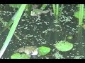 Лягушки в пруду