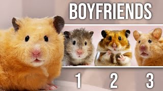 1 Hamster, 3 Boyfriends