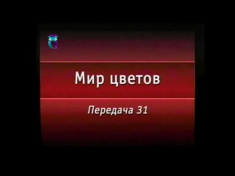Цветы. Передача 31. Многолетники. Часть 3