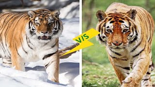 effect suara harimau siberia - suara harimau mengaum ngamuk | suara hewan buas