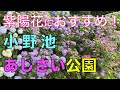 アジサイにおすすめ! 群馬県渋川市 小野池あじさい公園 約8,000株の紫陽花が優しくむかえてくれます^^! 群馬県の山と滝を紹介 〜ミニマル・ライフ シンプル・ライフ