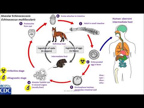 Video: Sistemul Unic De Celule Stem Al Larvei Nemuritoare A Parazitului Uman Echinococcus Multilocularis