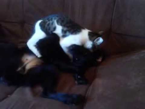 ბონი და ტობი/Bonny and Toby (dog and cat playing)  19.12. 2013