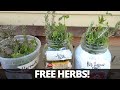 Grow Herbs from Cuttings: Rosemary | Thyme | Oregano