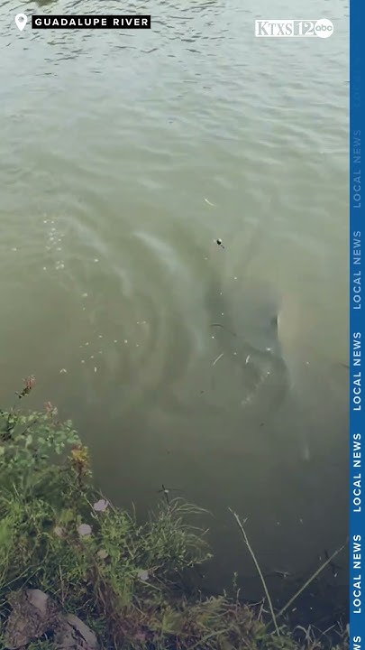 Man fishes bull shark from Guadalupe River - YouTube