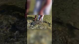 Beautiful Goonch Catfish