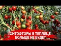 Фитофторы в теплице больше не будет