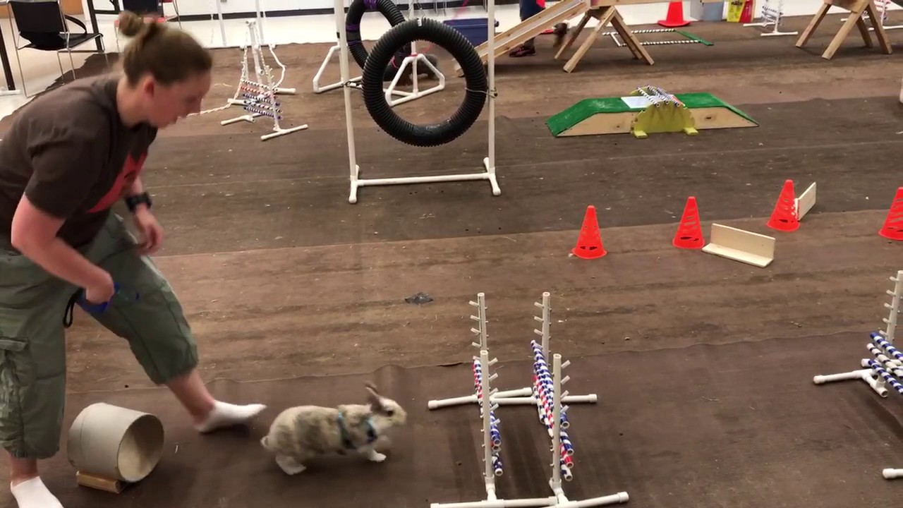 bunny obstacle course youtube