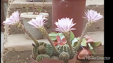 تلاوة تريح القلب سورة الفاتحة