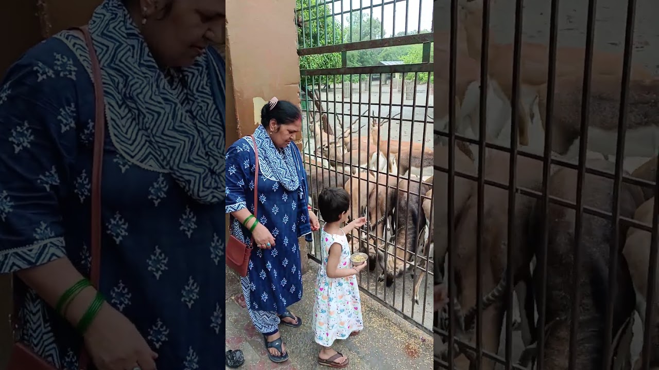 visiting deers park in Gokul #deers park #ramanretigokul #krishna