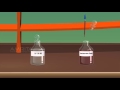 Mitosis in Onion Root Tips Quiz