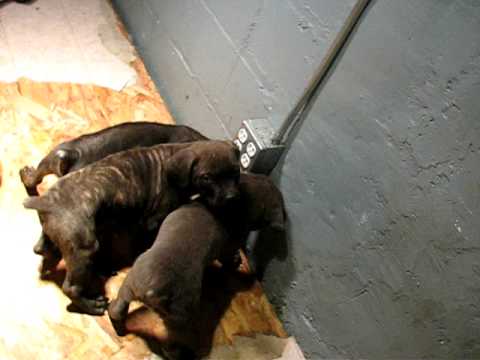 feeding puppies at 8 weeks cold feeding corso puppies at 8 weeks part 7 feeding puppies at 8 weeks cold feeding corso puppies at 8 weeks part 7