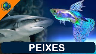 VERTEBRADOS - PEIXES