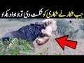 Lion Vs Buffalo | جب شکار نے شکاری کو شکست دے دی  - Planet Earth