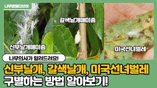 넌 누구니?                                                               신부날개매미충, 갈색날개매미충, 미국선녀벌레 구별법